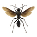 Great Black Digger Wasp - Photo (c) David Turgeon, all rights reserved