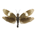 Serrate Dark Fishfly - Photo (c) David Turgeon, all rights reserved, uploaded by David Turgeon