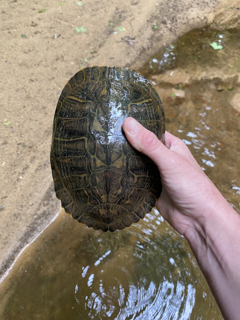 Deirochelyine Turtles from Jackson, TN, US on May 23, 2022 at 12:38 PM ...