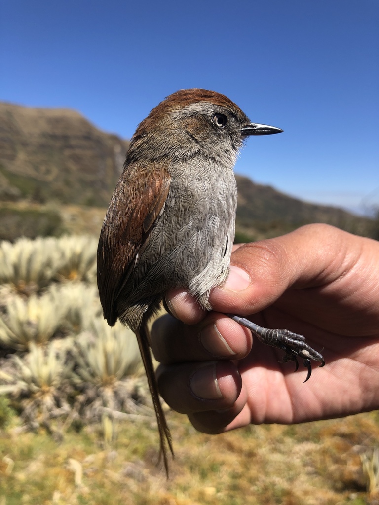 White-chinned Thistletail (Asthenes fuliginosa) photo