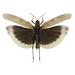 斑翅蝗亞科 - Photo 由 David Turgeon 所上傳的 (c) David Turgeon，保留所有權利