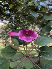 Delostoma integrifolium image