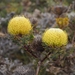 Banksia baxteri - Photo (c) entropyandroar, todos los derechos reservados