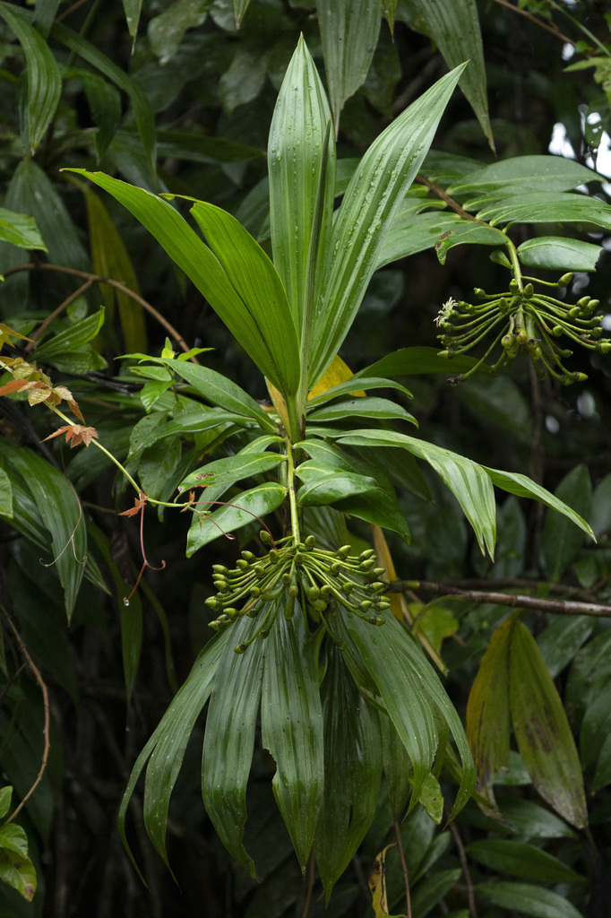 Marcgravia polyantha from Ubatuba - State of São Paulo, 11680-000 ...