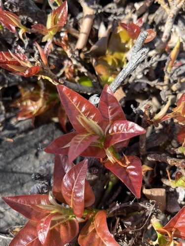 red-leaved fig