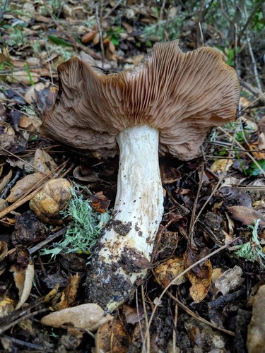 Bleachy Entoloma