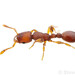 愛默網家蟻 - Photo 由 Steven Wang 所上傳的 (c) Steven Wang，保留所有權利