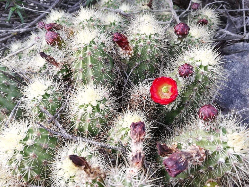 Echinocereus pacificus  iNaturalist