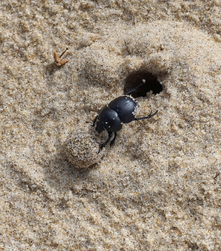 Thorectes sericeus · iNaturalist