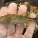 Cottus aleuticus - Photo (c) prickly_sculpin, kaikki oikeudet pidätetään, lähettänyt prickly_sculpin