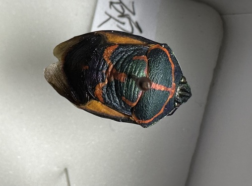 Clown Stink Bug