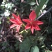Freesia grandiflora - Photo (c) Vuyo Nkadimeng, todos los derechos reservados, subido por Vuyo Nkadimeng