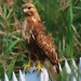Eastern Buzzard - Photo (c) 江仲民, all rights reserved, uploaded by 江仲民