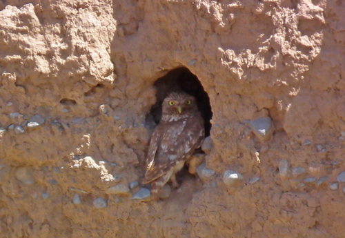 Little Owl