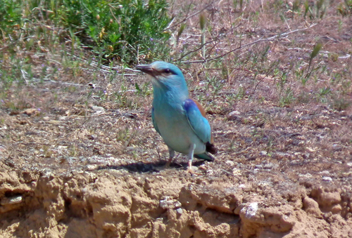 European Roller