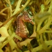 Observation photo