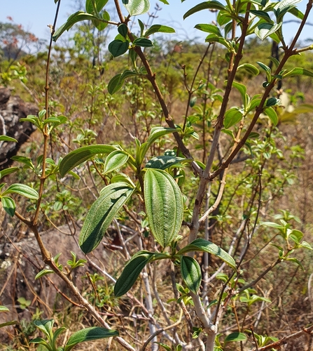 Tibouchina papyrus