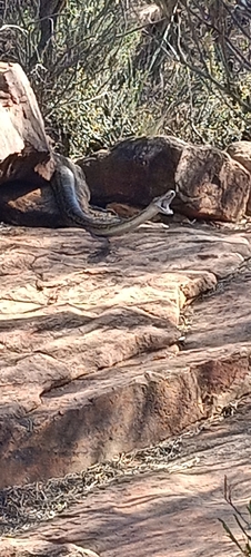 Inland Carpet Python sighting