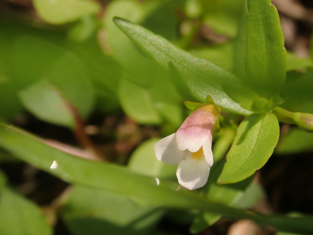 Lu dang hoa nho (Vandellia micrantha)