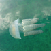 Blubber Jellies - Photo (c) John Pearce, all rights reserved, uploaded by John Pearce
