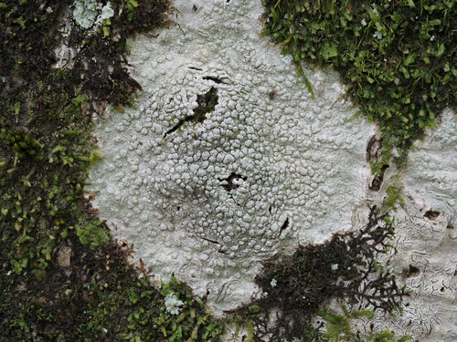 Pertusaria pertusa
