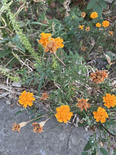 French marigold