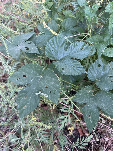 common hops
