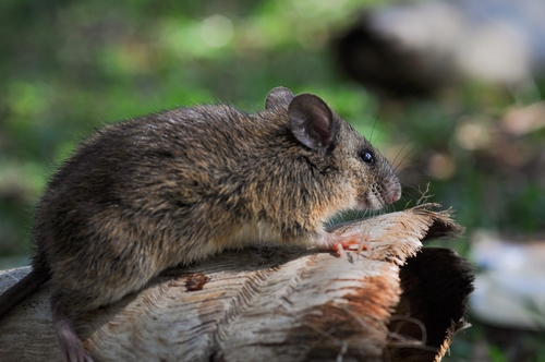 Russet Rice Rat (Euryoryzomys russatus) — Least Concern Mammalia