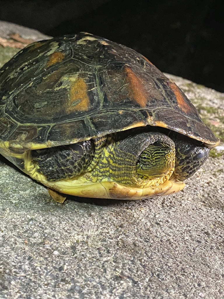 Common thread turtle in September 2023 by Oy C · iNaturalist