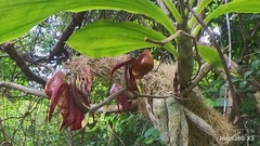 Catasetum maculatum image