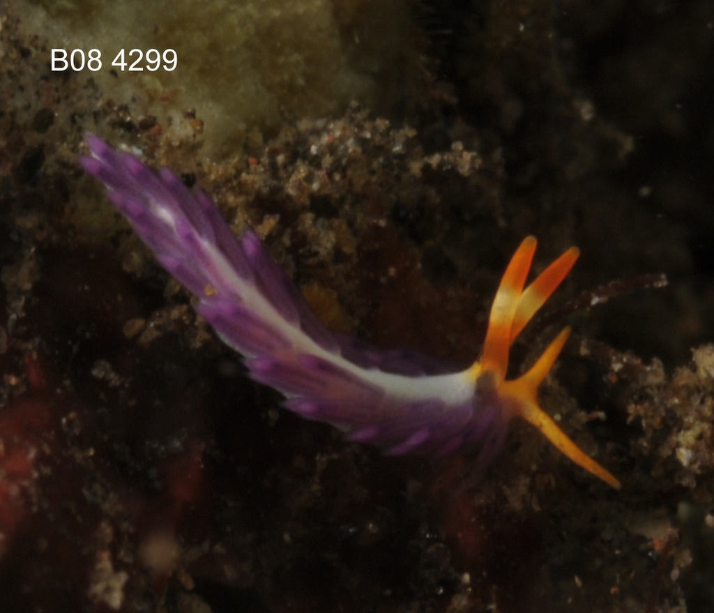 Antonietta from Tulamben Bay, Bali on August 20, 2008 at 11:24 AM by ...