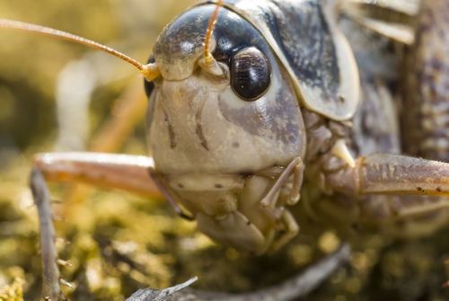 White-faced Bush-cricket