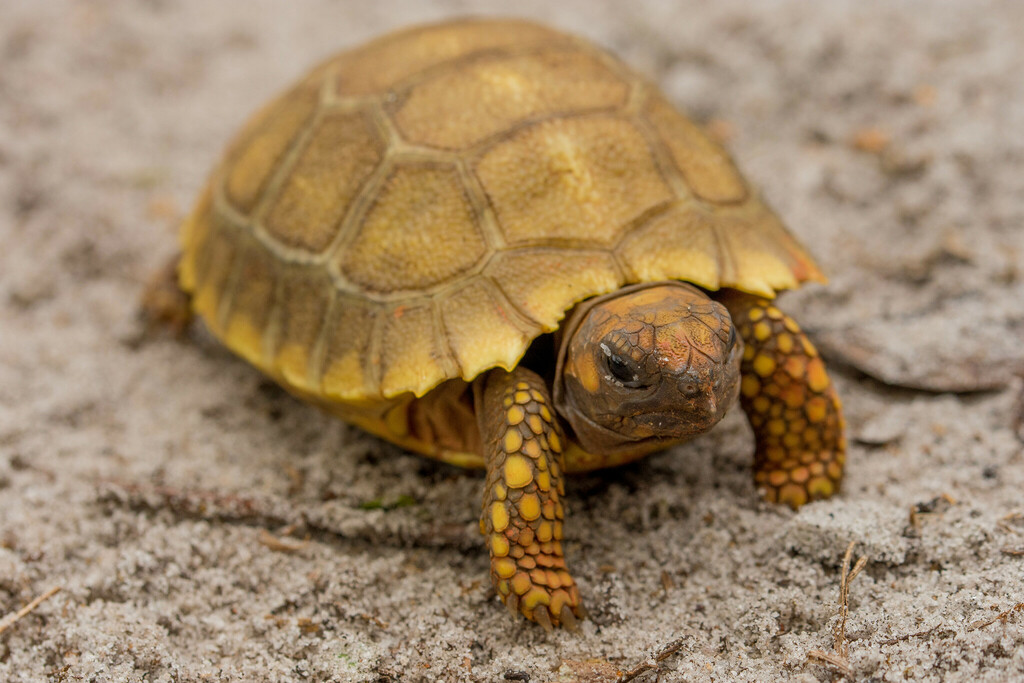 Brazilian Giant Tortoise in July 2019 by Sean Rowan Laughlin · iNaturalist