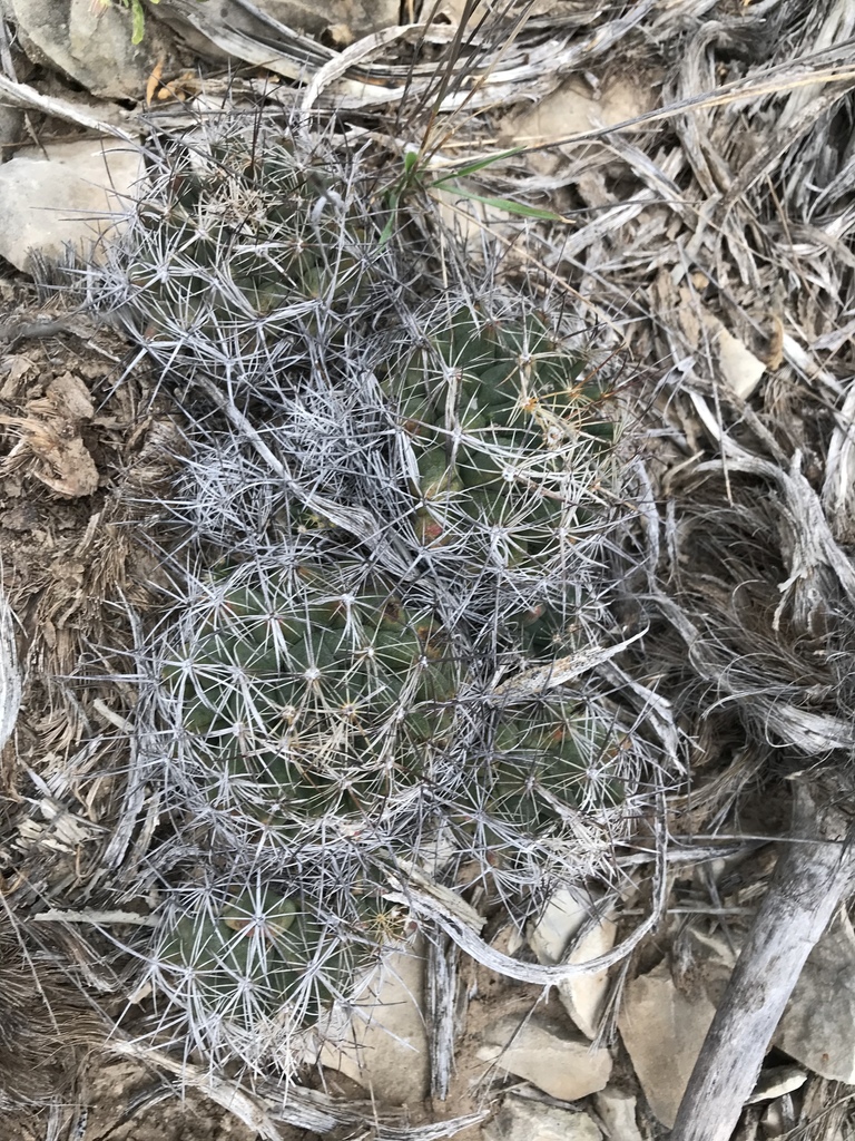 fishhook barrel cactus (West Lambert Lane Park Phenology Trail) ·  iNaturalist