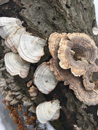 False Turkeytail