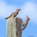 Grand Cayman Flicker - Photo (c) nancynorman, all rights reserved, uploaded by nancynorman