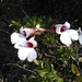 Rodriguezia obtusifolia - Photo (c) Vinícius Sousa, todos los derechos reservados, subido por Vinícius Sousa