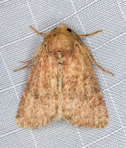 iNaturalist observation photo of Cutworm Moths and Allies