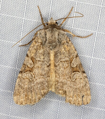 iNaturalist observation photo of Cutworms and Dart Moths