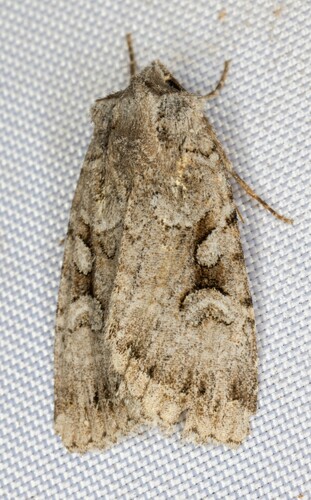 iNaturalist observation photo of Cutworms and Dart Moths