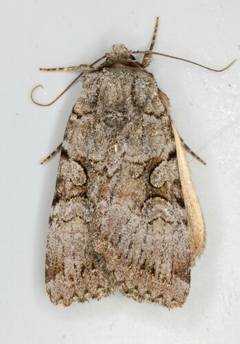 iNaturalist observation photo of Cutworms and Dart Moths