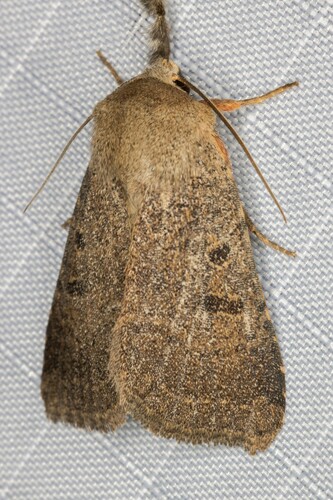 iNaturalist observation photo of Luteous Dart