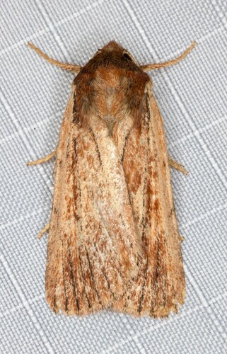iNaturalist observation photo of Cutworm Moths and Allies