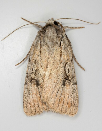 iNaturalist observation photo of Setagrotis vocalis