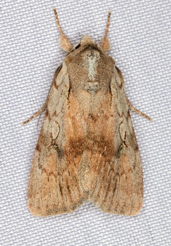 iNaturalist observation photo of Setagrotis pallidicollis