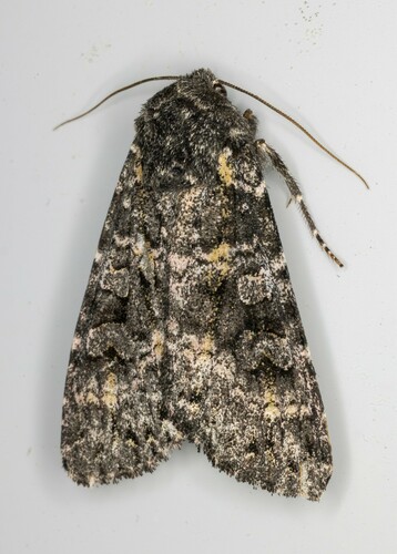 iNaturalist observation photo of Great Black Dart