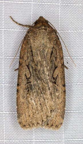 iNaturalist observation photo of Spaelotis