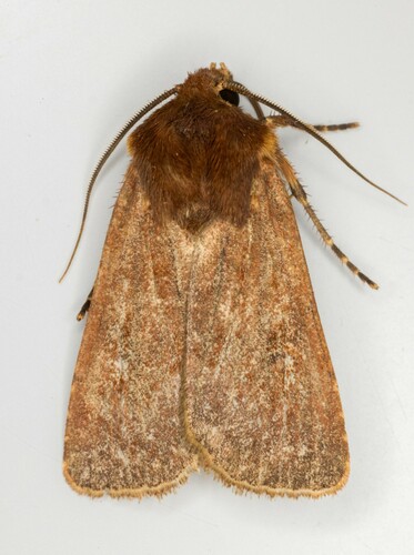 iNaturalist observation photo of Noctuini