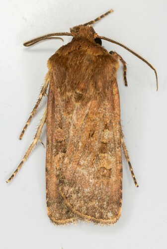 iNaturalist observation photo of Noctuini