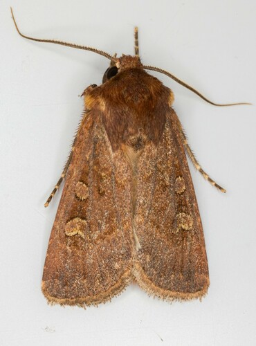 iNaturalist observation photo of Noctuini